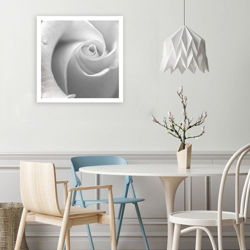 Obraz na płótnie - Canvas, Biała róża 40x40 na Arena.pl