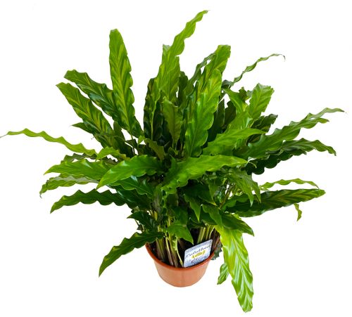 Kalatea Calathea RUFIBARBA BLUE GRASS 60 cm na Arena.pl