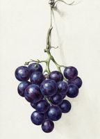 Plakat 13x18cm Kiść Winogron, Jean Bernard Vintage do Salonu