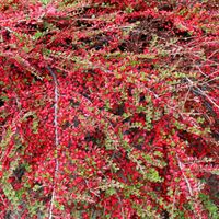 Irga szwedzka 'Royal Carpet' Krzaczasta (Cotoneaster ×suecicus) 1.0L