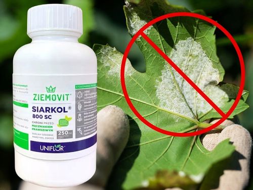 SIARKOL 800 SC SIARKA ŚRODEK GRZYBOBÓJCZY NA MĄCZNIAKA PRAWDZIWEGO 250ML na Arena.pl