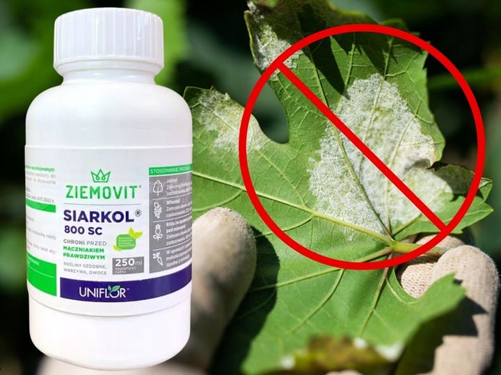 SIARKOL 800 SC SIARKA ŚRODEK GRZYBOBÓJCZY NA MĄCZNIAKA PRAWDZIWEGO 250ML zdjęcie 10