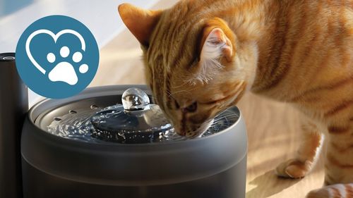 Philips PAW3210/02 Fontanna dla zwierząt poidełko automatyczne dla kota 2,2 na Arena.pl