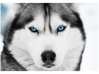 100 70CM OBRAZ PŁÓTNO HUSKY SYBERYJSKI PŁÓTNO RAMA