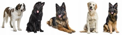 Olej z Łososia dla psa 1l Gold dog 100% łosoś na Arena.pl