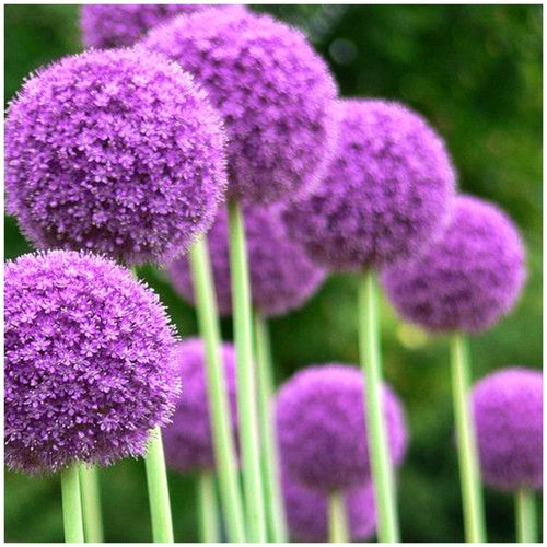 ALLIUM CZOSNEK OLBRZYMI OZDOBNY MIX cebulki 20 szt. + GRATIS na Arena.pl