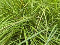 Miskant chiński 'Krater' (Miscanthus sinnesis) P13