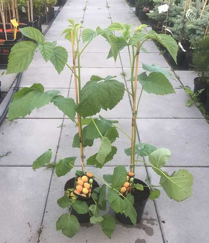 Malina żółta (Rubus idaeus) Valentina C2 E na Arena.pl