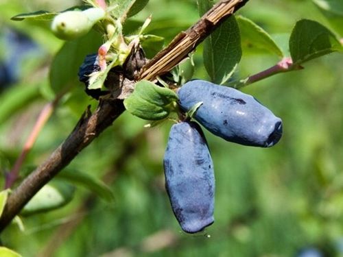 Jagoda kamczacka ATUT Soczysty owoc Zapylacz dla odmiany Wojtek Sadzonki 1L na Arena.pl