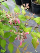 Kolkwicja chińska Rosea-Kolkwitzia amabilis