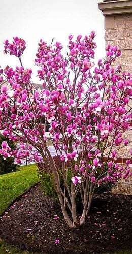 Magnolia Różowa Susan w Doniczce 3L do Ogrodu na Arena.pl