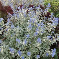 Barbula klandońska WHITE SURPRISE Miododajny krzew Wabi motyle Sadzonki C2