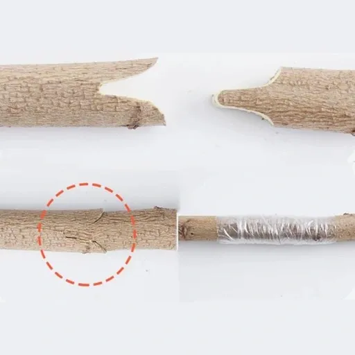 SEKATOR NOŻYCE DO SZCZEPIENIA DRZEW ROŚLIN KRZEWÓW WINOGRON ETUI + TAŚMA zdjęcie 2