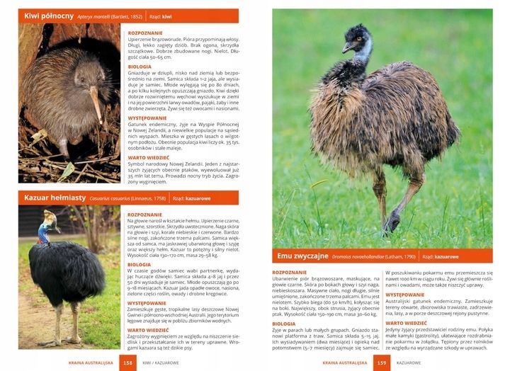 PTAKI ŚWIAT ATLAS PTAKÓW ŚWIATA 250 GATUNKÓW TWARDA OPRAWA KSIĄŻKA PREZENT zdjęcie 5