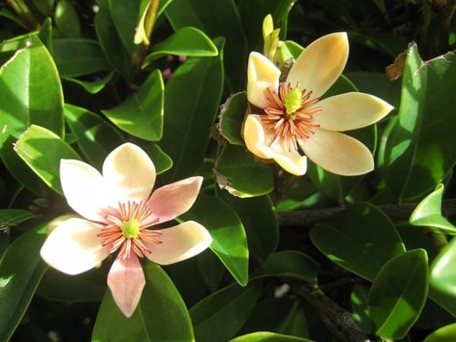 Michelia Figo - perfumy Diora 30-50cm P9 na Arena.pl