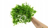Hydrocotyle tripartita sp. Japan Dywan 16x11 cm