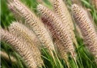 Rozplenica japońska Cassian Pennisetum trawa ozdobna sadzonka w doniczce