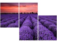 OBRAZ LAWENDOWY GAJ SUNSET