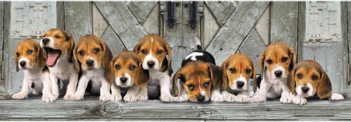 Puzzle 1000 Elementów Compact Panorama Beagle na Arena.pl