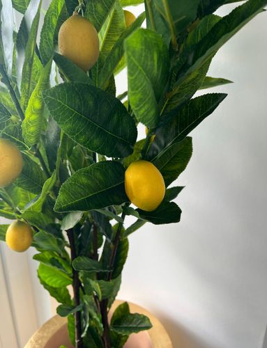 Sztuczna cytryna 120 Premium na Arena.pl