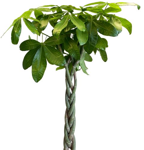 PACHIRA WODNA 180 cm na Arena.pl