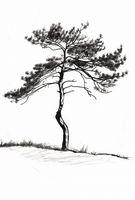 Plakat 67,5x100cm Samotna Sosna