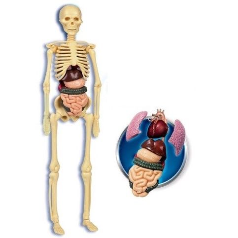 Clementoni - Ciało Ludzkie - Nauka Zabawa Model DNA na Arena.pl