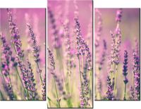 70 90CM OBRAZ 3 ELEM LAWENDA ŚCIENNY DRUK PŁÓTNO