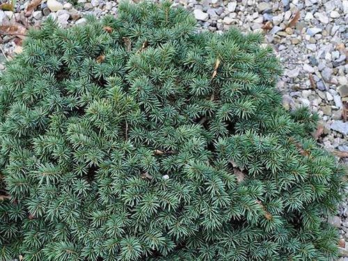 Świerk Waldbrunn C2 na Arena.pl