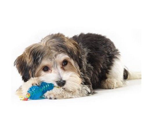 Zestaw gryzaków dla najmniejszych psów - zabawki Petstages Orka Ultra mini na Arena.pl