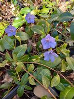 Barwinek pospolity zimozielona bylina okrywowa