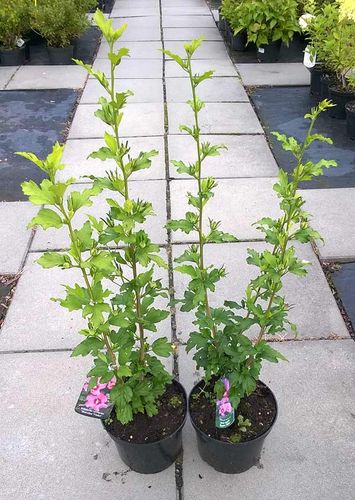 Ketmia syryjska Russian Violet C2 E na Arena.pl