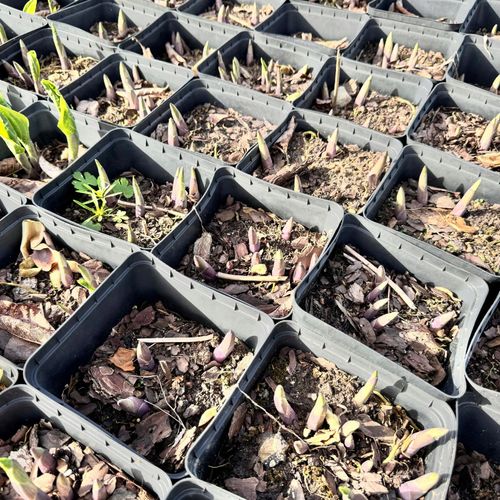 Funkia Hosta 'Wide Brim' W DONICZCE 2.0L na Arena.pl