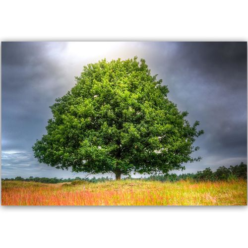 Obraz na płótnie - Canvas, Drzewo przed burzą 60x40 na Arena.pl