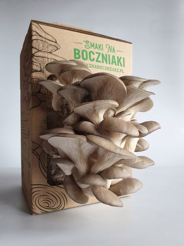 Grzybnia do uprawy domowej boczniak ostrygowaty na Arena.pl