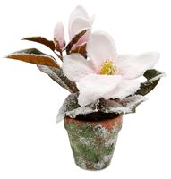 MAGNOLIA W DONICZCE OŚNIEŻONA BIAŁA RÓŻOWA 30 cm