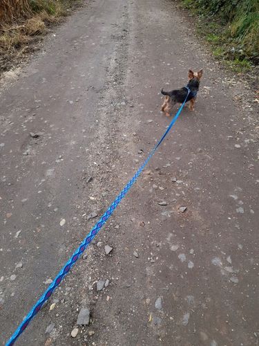 Smycz dla psa M/L Sunka Ultra 3m na Arena.pl