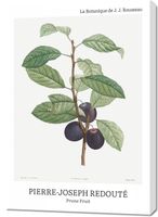 Obraz 70x100cm Design Prune Fruit, Redoute Vintage do Salonu