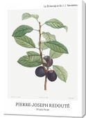Obraz 70x100cm Design Prune Fruit, Redoute Vintage do Salonu