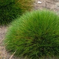 Kostrzewa Gautiera PIC CARLIT Niedźwiedzie futro Sadzonki w doniczkach