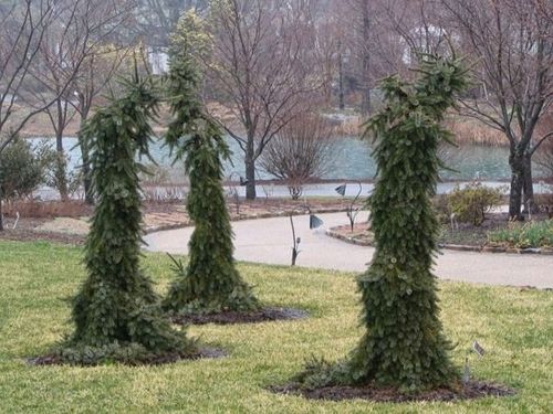 Świerk serbski PENDULA Picea omorika Płaczący na Arena.pl
