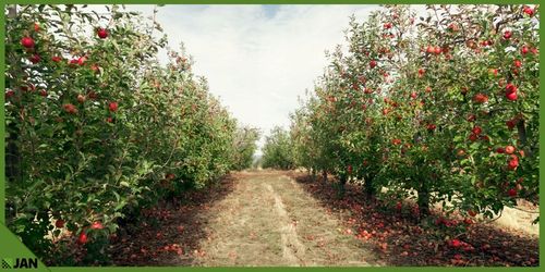 Drut Do Siatki Leśnej fi 1,4mm Zwój 40m Zastosowanie Uniwersalne Ocynkowany na Arena.pl