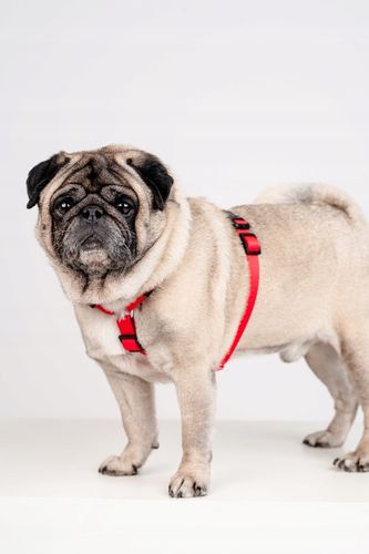 Lekkie Szelki dla Dużego Psa GUARD Bezuciskowe Regulowane Solidne Mocne r.L na Arena.pl