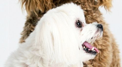 Maszynka do strzyżenia psów CAMRY CR 2821 na Arena.pl