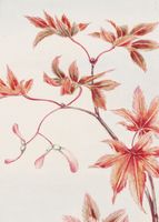 Plakat 50x70cm Branch of Momiji, Morikaga Japoński Vintage