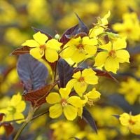 Tojeść orzęsiona 'Firecracker' Żółta (Lysimachia ciliata) Doniczka 2.0L