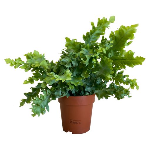 PAPROĆ  PHLEBODIUM DAVANA 30cm na Arena.pl