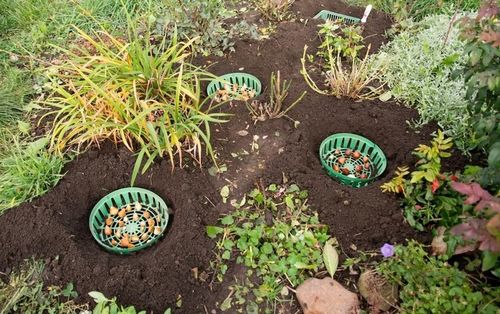 Koszyk 20x Osłonka do Sadzenia Cebulek Cebul Kwiatowych Bulw 22cm na Arena.pl