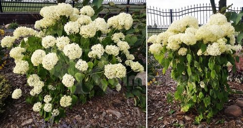 Podpora Obejma 10szt do Kwiatów Hortensji Ring Podpory Roślin Pędów Czarna na Arena.pl