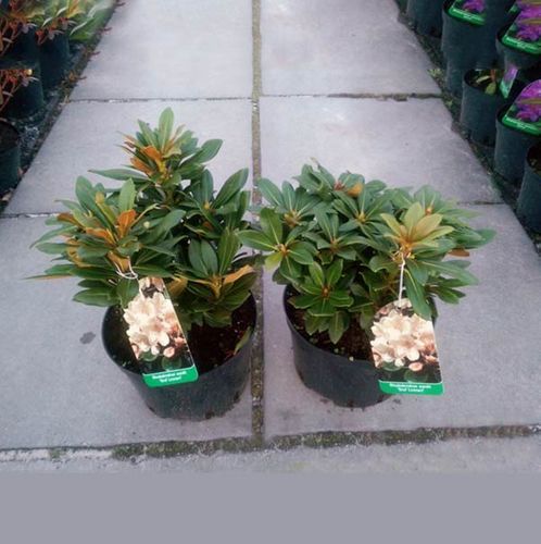 Różanecznik Golden Melody C3 E na Arena.pl